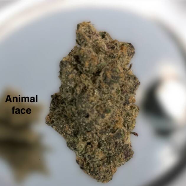 Animal Face
