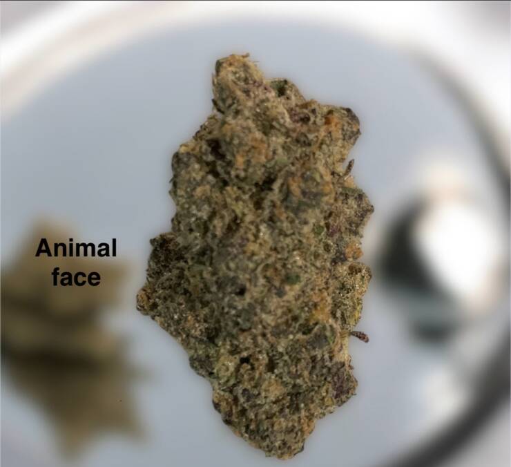 Animal Face